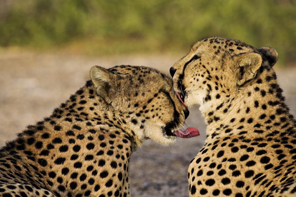 Anantara Sir Bani Yas Island Al Sahel Villas Zahr Kültér fotó