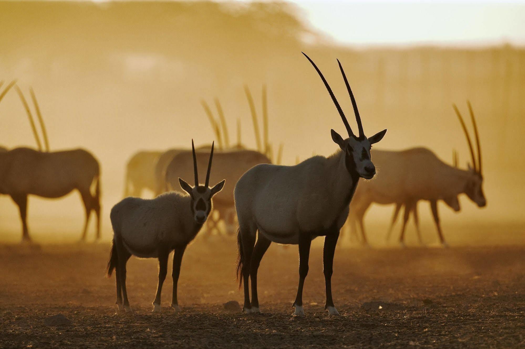 Anantara Sir Bani Yas Island Al Sahel Villas Zahr Kültér fotó