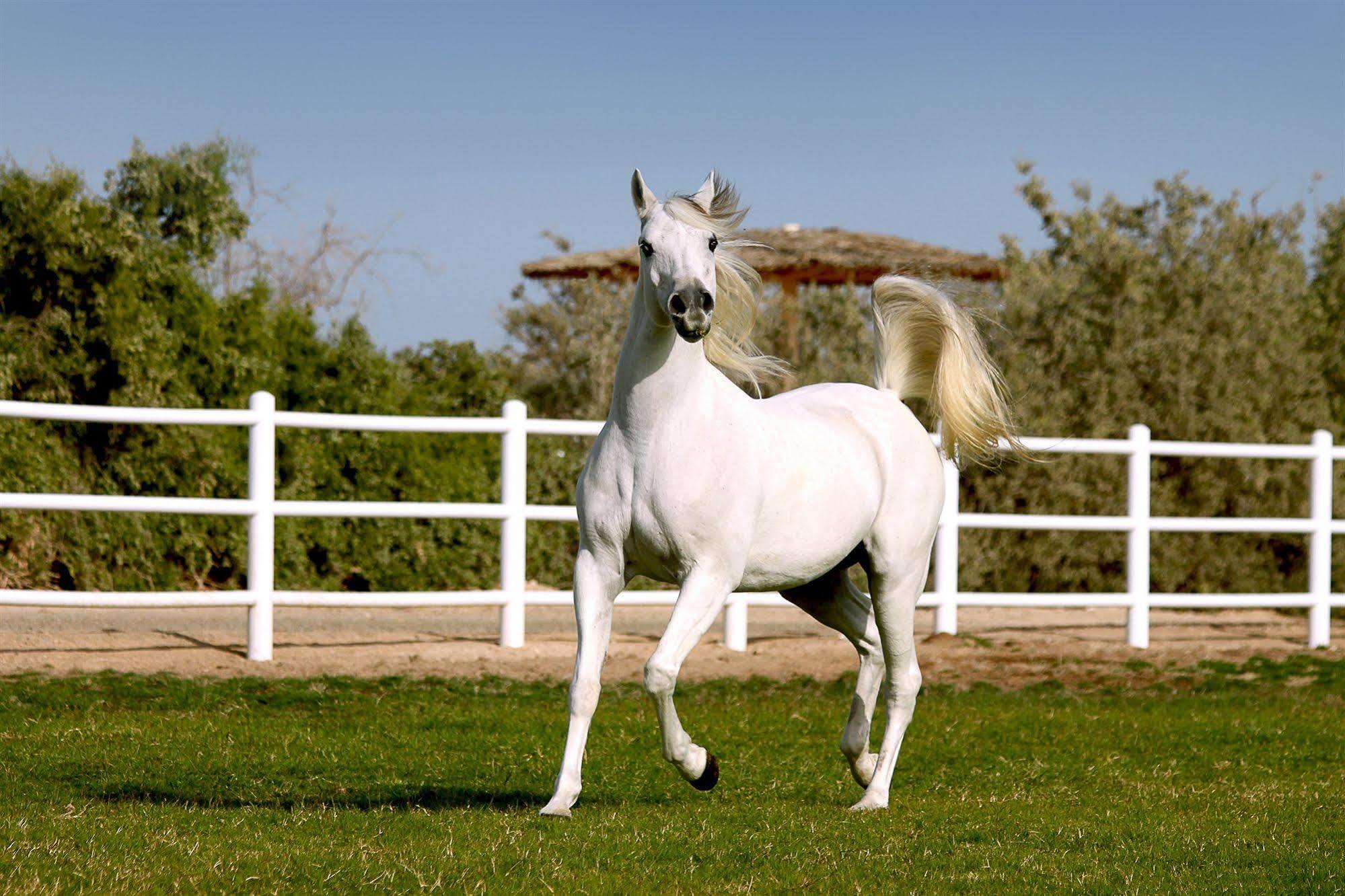 Anantara Sir Bani Yas Island Al Sahel Villas Zahr Kültér fotó