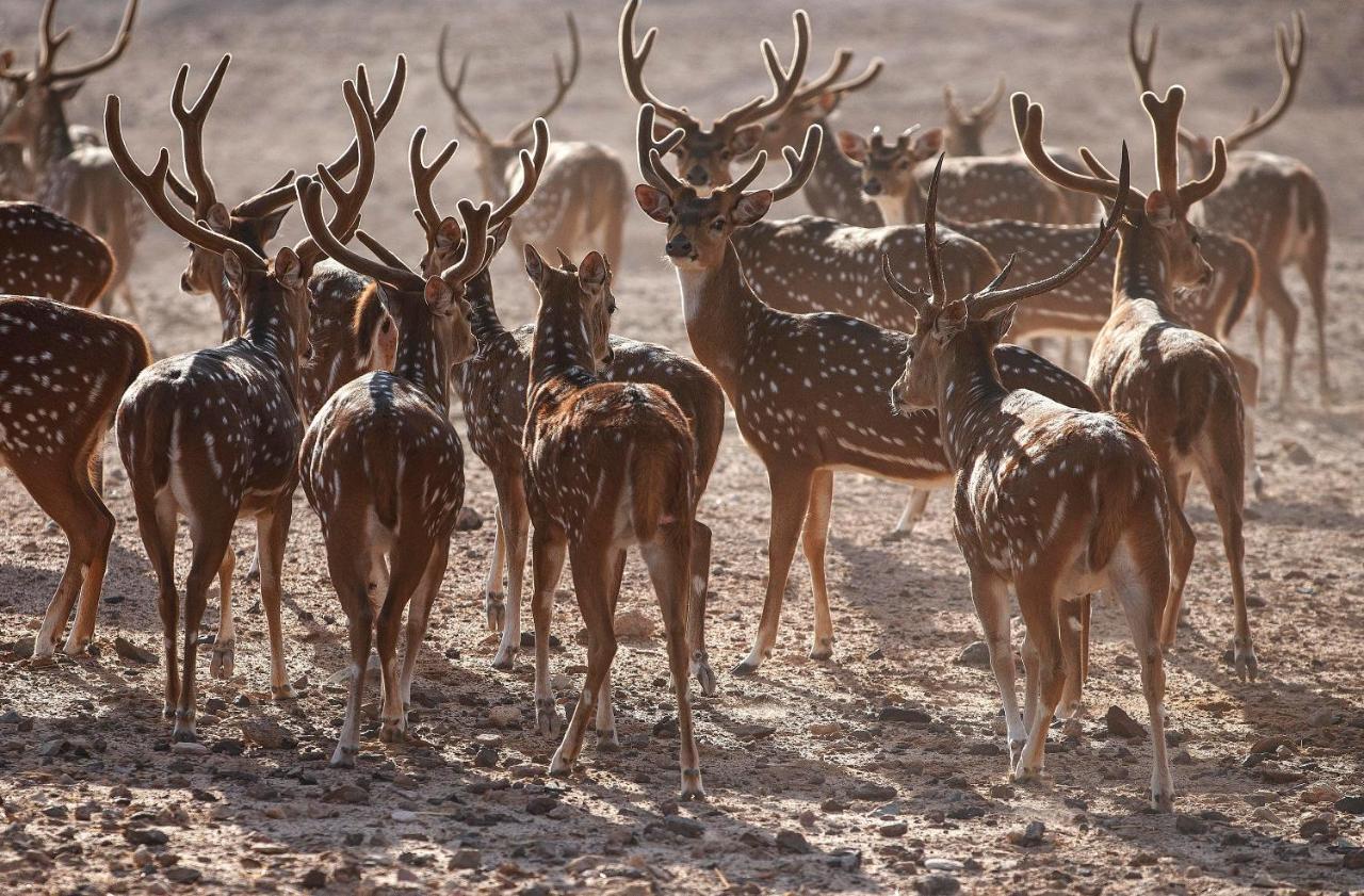 Anantara Sir Bani Yas Island Al Sahel Villas Zahr Kültér fotó