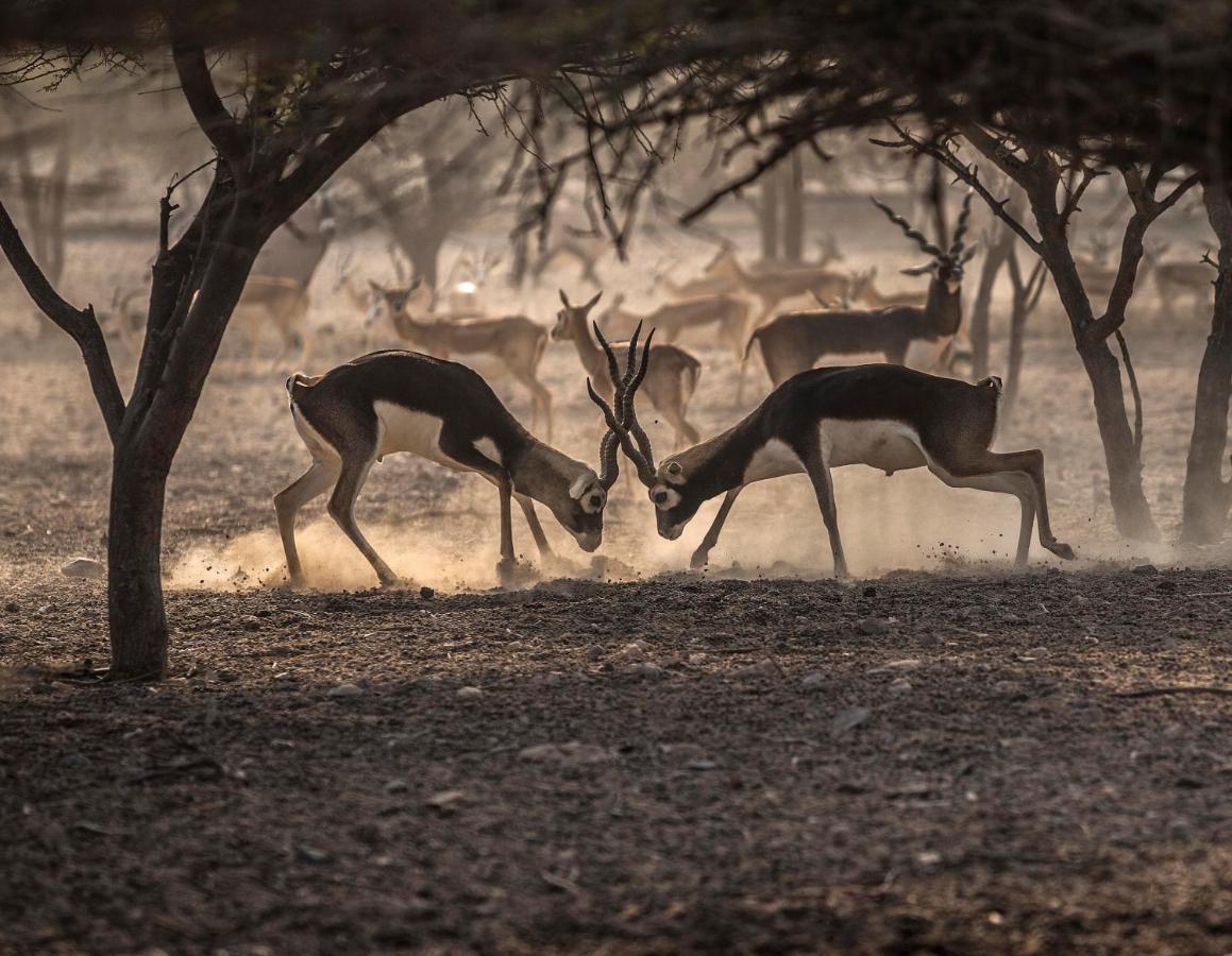Anantara Sir Bani Yas Island Al Sahel Villas Zahr Kültér fotó